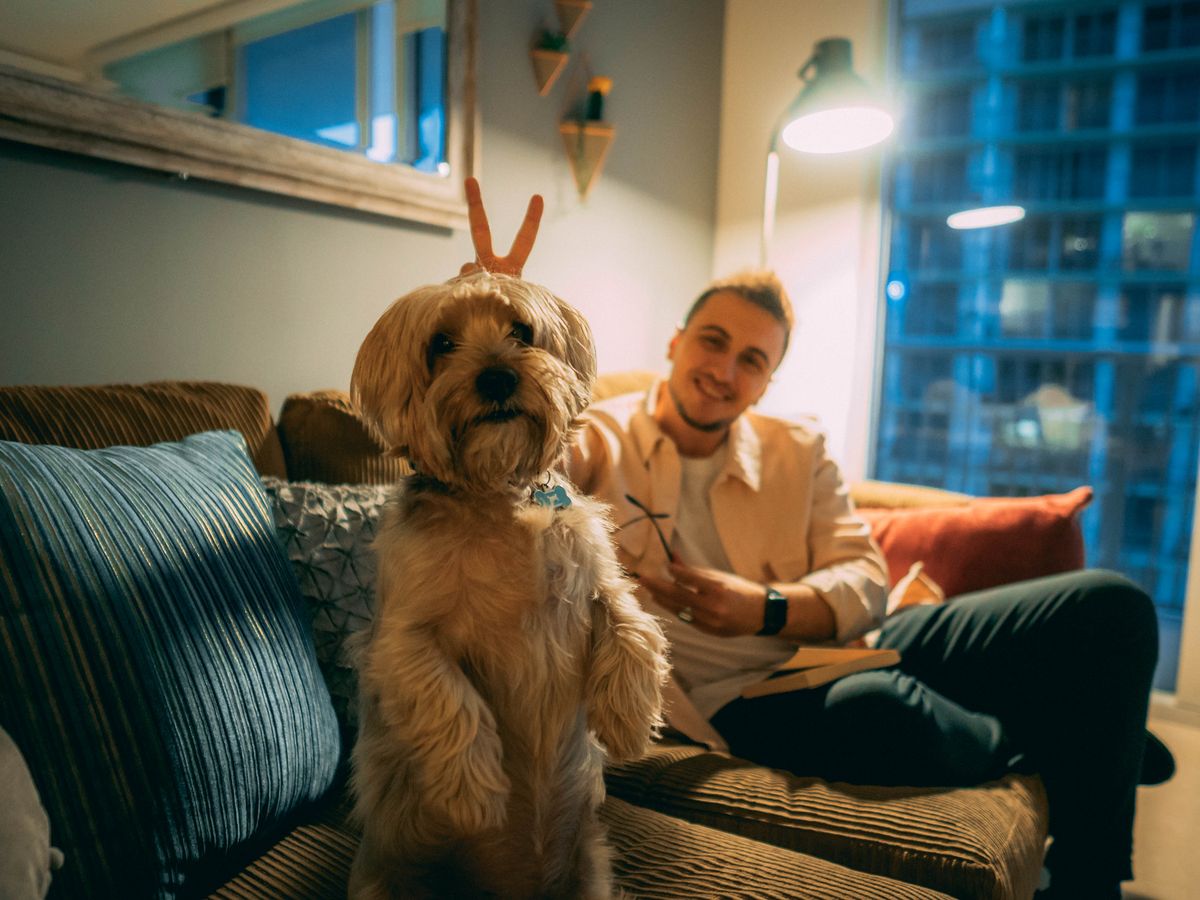 Dog resting indoors in a pet-friendly rental living room